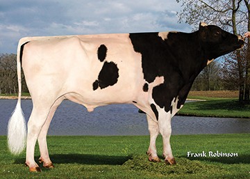 7HO13504 PLAIN-KNOLL S-S-I JAGUAR-ET ჰოლშტეინი შავ-ჭრელი